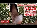 Download Lagu suara burung Perkutut Lokal Gacor dari alam liar paling manjur buat masteran