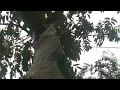 Download Lagu Langka (Jackfruit)
