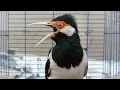 Lagu Jalak Suren Gacor Full Isian Variasi Ampuh Buat Masteran Burung Jalak \u0026 Pancingan Jalak Suren Muda