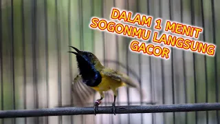 Download PANCINGAN SOGON GACOR MEMANGGIL LAWAN‼️Sogon Gacor Dor Pancingan Emosi MP3