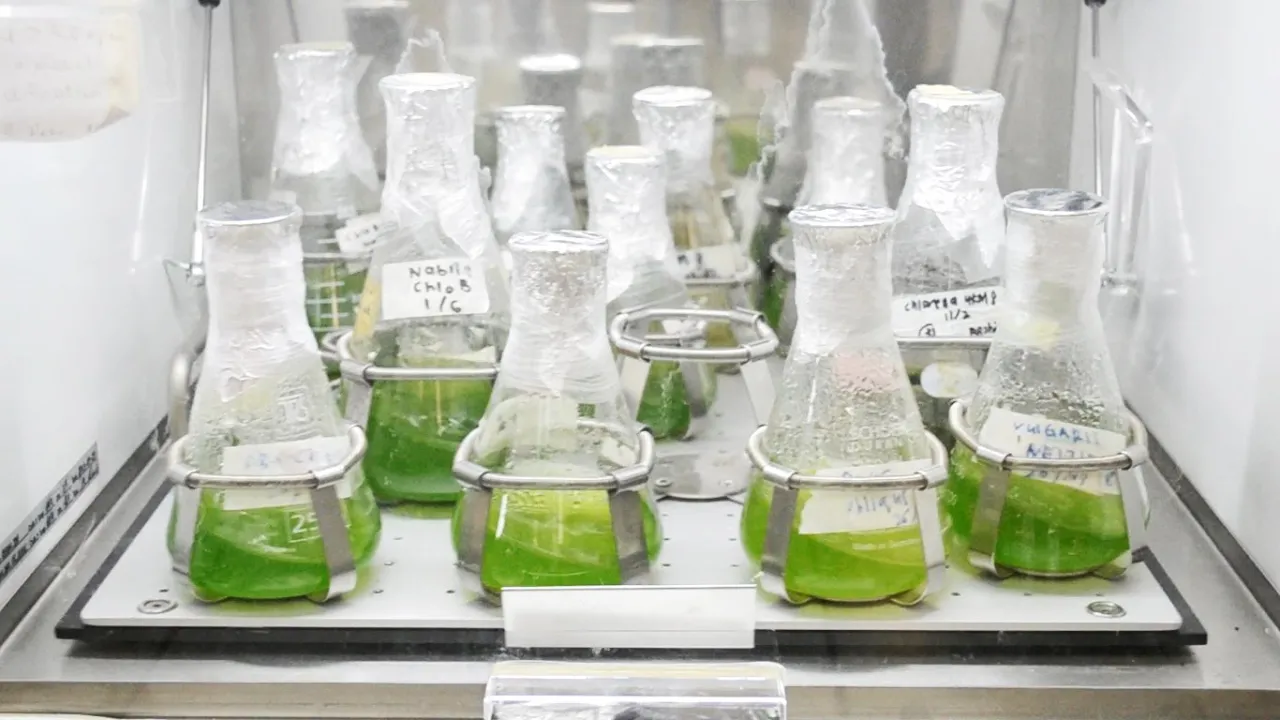 Microalgae Streaking and Inoculation: Aseptic Lab Protocol
