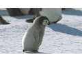 Penguin Gif