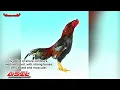 Rooster Channel THE HISTORY OF THE ASIL