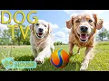 Download Lagu DOG TV for Dogs to Watch: Best All-Day Video Entertain Dogs When Home Alone - Happy Music for Dogs