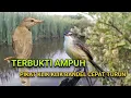 Download Lagu Suara pikat Ciblek Sawah/Ciwah terbukti paling ampuh untuk burung susah DIPIKAT.