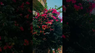 والشوق بيبات ياحبيبي ف حضني ساعات 