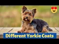 What are the different types of Yorkie Coats How to Groom each of the Coats