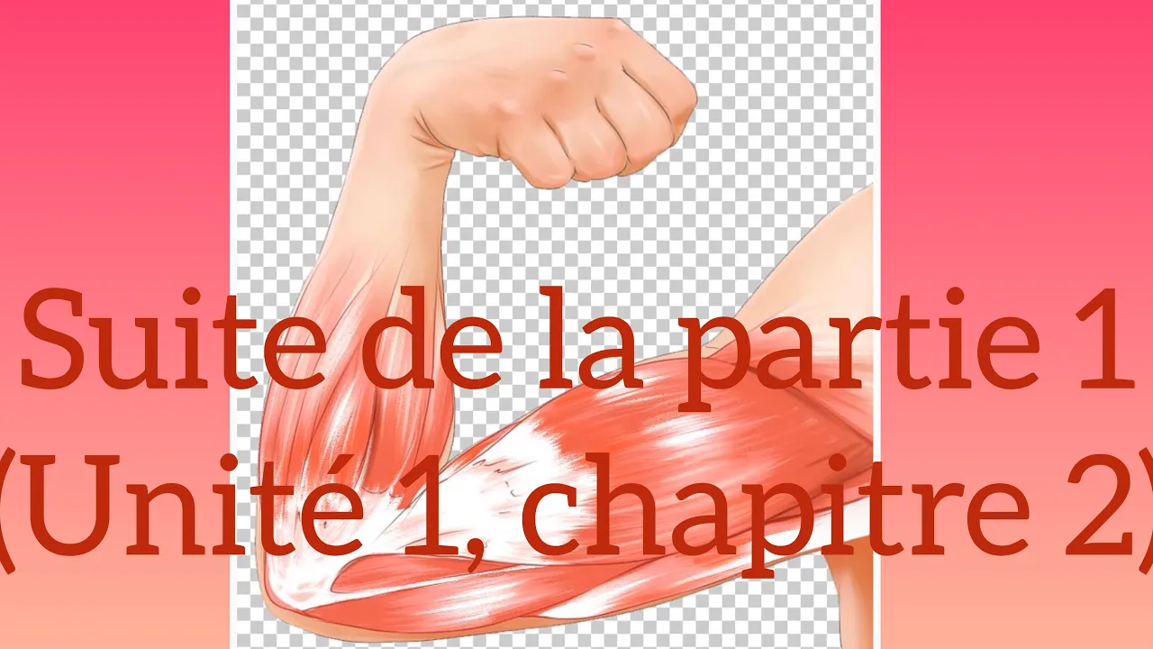 Suite de la partie 1 : Unité 1/ chapitre 2(rôle du muscle strié dans la transformation de l’énergie)