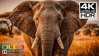 giants of nature elephants in cinematic 4k ultra hd dolby vision oled tv demo 