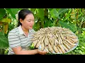 Download Lagu How to Fry Crispy and Delicious River Fish with Garlic and Chili Fish Sauce to Sell at the Market.