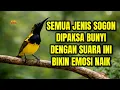Lagu 99,9% DIJAMIN BUNYI‼️ Pancingan sogon agar emosi ngleper