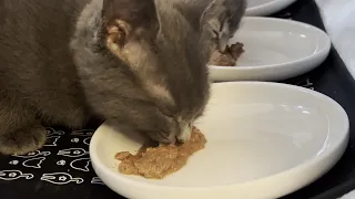 Feeding 8 Weeks Old Kittens