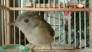 keras suara burung kecil gacor manggil pasangan birahi cocok jadi terapi