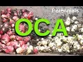 Download Lagu Oca Harvest 2019 (Perennial Vegetables)