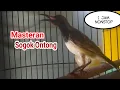 Download Lagu Masteran sogok ontong 1 jam NONSTOP