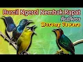 Download Lagu Masteran Burung Kecil || Burung Kecil Nembak Rapat