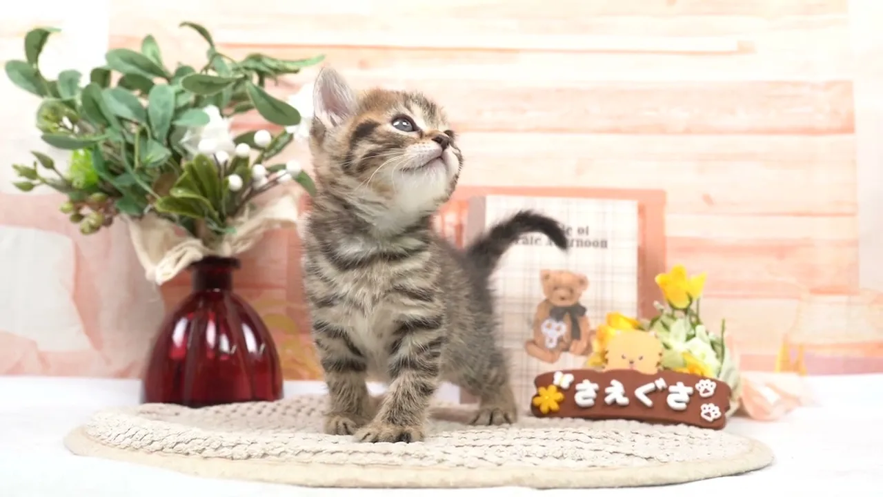 動画