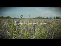 Amanda Nolan - Through Your Eyes (Official Lyric Video)