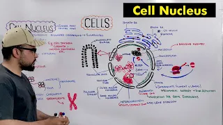 Cell Nucleus Structure and Functions of Nucleus Detailed Series