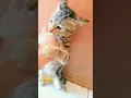 Lagu ucing cingcong emeng pus mpus sensitif 😹 #cat #catlovers #shorts