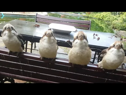 Download MP3 Overrun by cute birds! Kookaburras and a magpie.