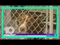 Free adoption event for at-risk cats dogs at Hillsborough pet shelter
