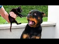 Download Lagu Animals Being Dramatic That Deserve an Oscar 🤣Funniest ANIMAL Videos