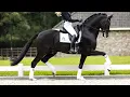 Download Lagu Dressage Stallion Kaiman with Dinja van Liere | Autumn 2021