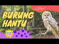 Download Lagu MARI MENGENAL BURUNG HANTU