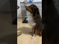 Mini Aussie Belvi in Houston