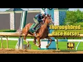 Thoroughbred Race Horses Training at Keeneland Race Track