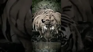 رأس مرفوع خويا عمرو ما ينزل 
