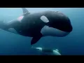 Orcas Or Killer Whales