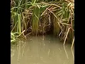 Download Lagu SPOT MANCING ISINYA NILA BABON SEMUA