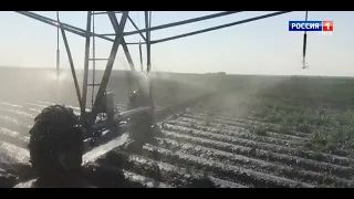 Из-за жары аграрии Омска несут потери