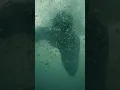 Download Lagu APARECEU UM TUBARÃO ENQUANTO EU MERGULHAVA!! #shorts