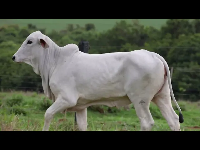 Novilha Tabapuã TTAR - 677