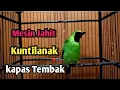 Download Lagu Masteran Cucak Ijo Rasa Mesin Jahit kuntilanak Sambung Kapas Tembak