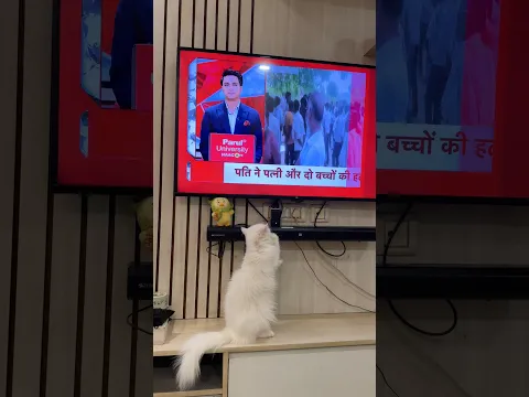 Rani ki shadi 😂😂 #cat #catshorts #comedy #catcomedy #billucomedy #priyesh0770