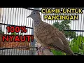Lagu PERKUTUT BANGKOK GACOR SUARA CIAMIK UNTUK PANCINGAN SEMUA PERKUTUT BANGKOK PASTI NYAUT 
