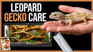 Leopard Gecko Care Guide for Beginners