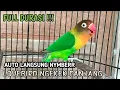 Lagu MASTERAN LOVEBIRD PALING AMPUH SEKALI PUTAR LANGSUNG NYAMBER