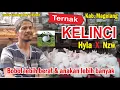 Download Lagu Kelinci silangan Hyla-New Zealand W ⁉️ Bobot lebih berat \u0026 anak lebih Banyak ‼️ Bams Rabbit Magelang