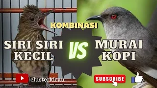 Download Perang Tembakan‼️ Kombinasi Siri Siri Kecil Vs Murai Kopi atau Murai Air 🔥 Kombinasi VIRAL 🏆🏆💥 MP3