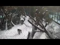 Download Lagu Westelijke laaglandgorilla's in ARTIS spelen in de sneeuw