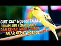 Download Lagu KENARI GACOR Panjang Cuit Cuit EMOSI, TERAPI AMPUH untuk Kenari MACET DAN PAUD CEPAT BUNYI |2|