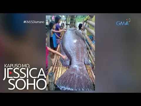 Download MP3 Kapuso Mo, Jessica Soho: Higanteng 'kugtong' sa Cebu, kumakain daw ng tao?!