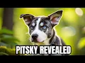 Pitbull meets Husky Unleashing the incredible Pitsky mix