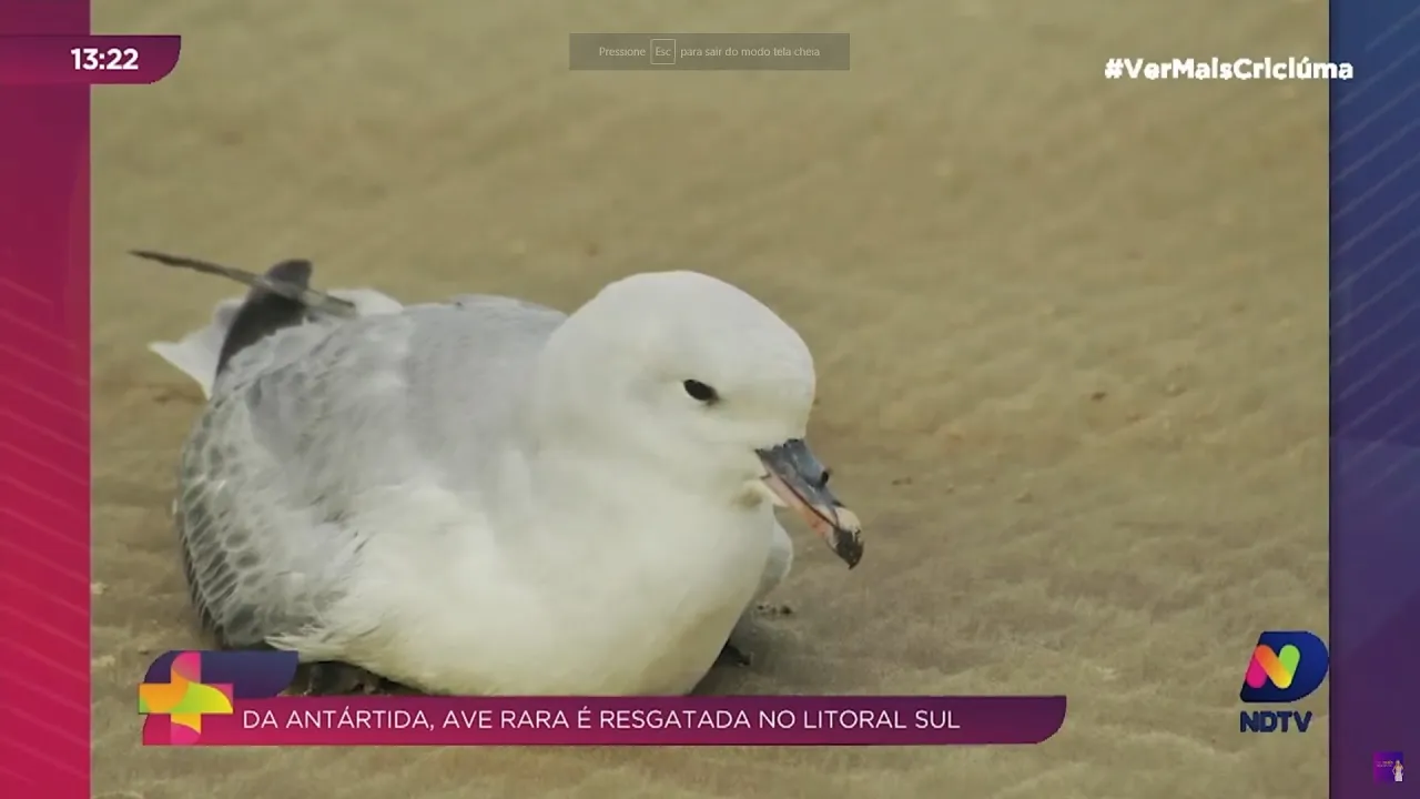 Resgate de uma rara ave da Antártida no litoral sul de Santa Catarina