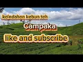 Download Lagu keindahan perkebunan kebun teh